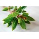 Разсад Дафинов лист (лавър, дафин) / Laurus nobilis